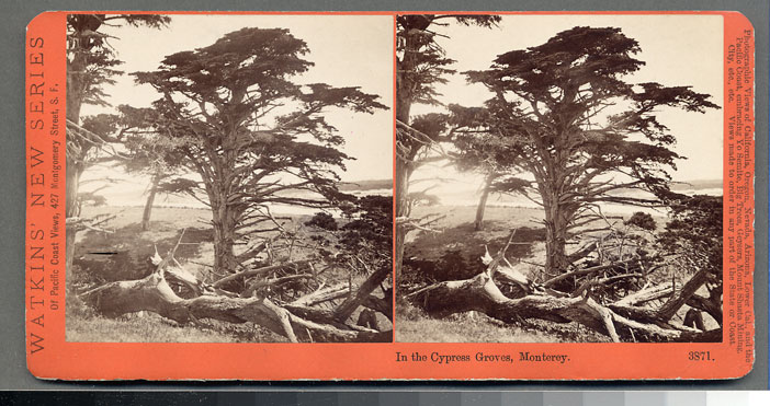 Watkins #3871 - In the Cypress Groves, Monterey, Cal.