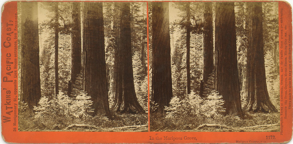 Watkins #1172 - In the Mariposa Grove, Mariposa County, Cal.