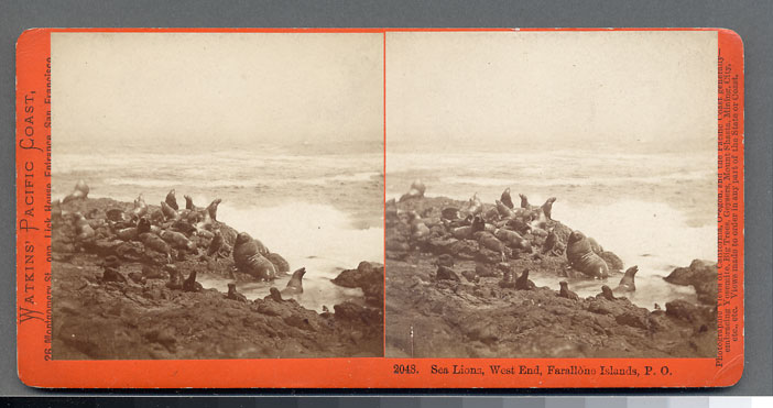Watkins #2048 - Sea Lions, West End, Farallone Islands, Pacific Ocean