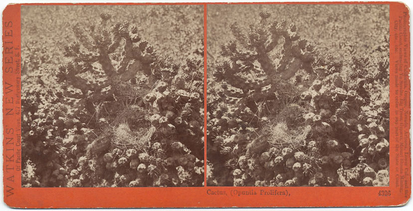 Watkins #4326 - Cactus, (Opuntia Prolifera).