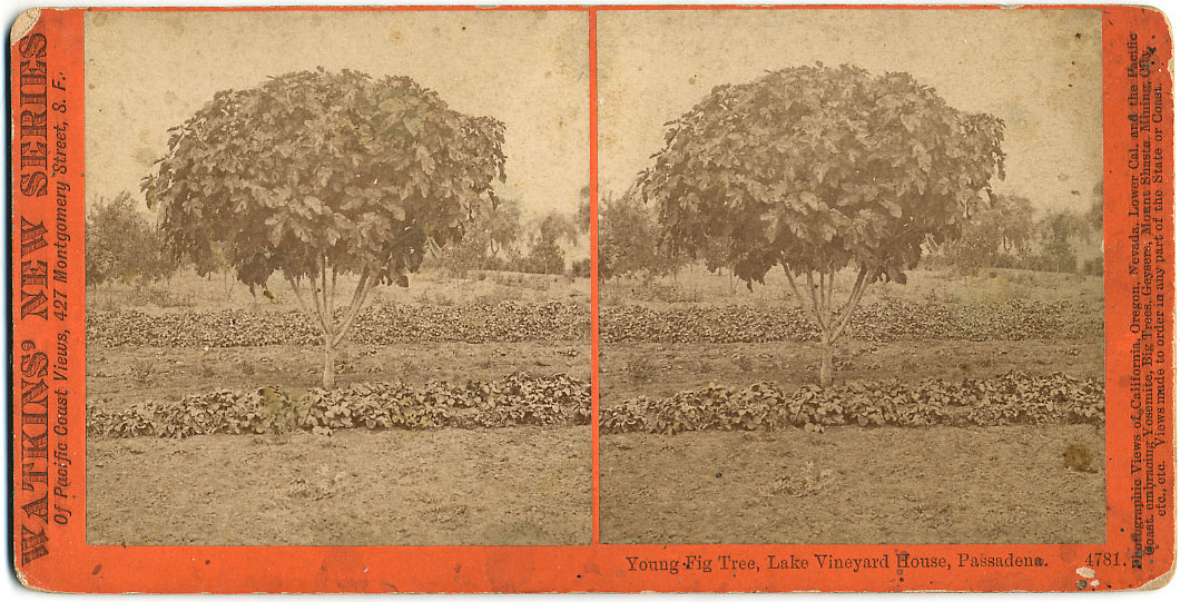 Watkins #4781 - Young Fig Tree, Lake Vinyard House, Pasadena, Cal.