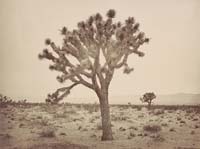 #1138 - Paper Tree, Yucca Draconis, Mojave Desert, Los Angeles County