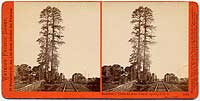 1951 - Redwood Trees at San Francisquito Creek, Menlo Park