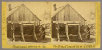 Unnumbered View - Ferdinand shoeing an Ox. The Blacksmith Shop S. V. W. W.